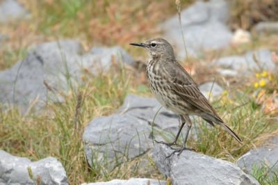 Rock Pipit