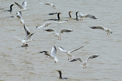 Black-headed Gull