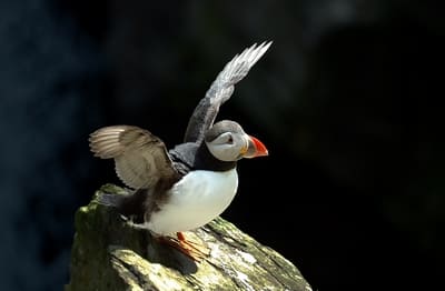 Atlantic Puffin