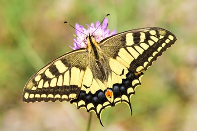 Swallowtail