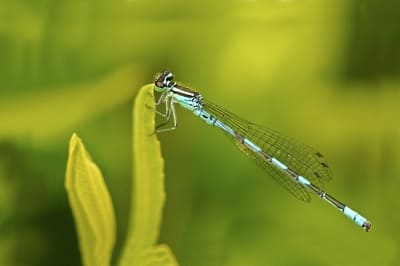 Northern Damselfly