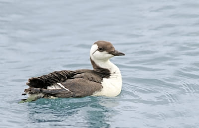 Common Guillemot