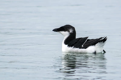 Razorbill