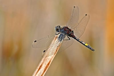 Large White-faced Darter