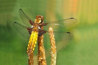 Broad-bodied Chaser