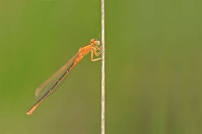 Scarce Blue-taild Damselfly