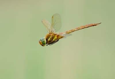 Norfolk Hawker