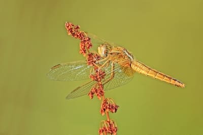 Scarlet Darter