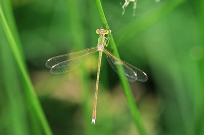 Shy Emerald Damselfly