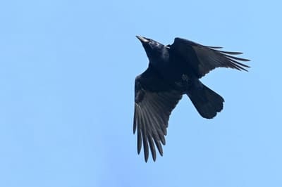 ​Carrion Crow