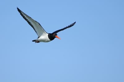 Palaearctic Oystercatcher