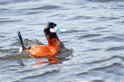 Ruddy Duck