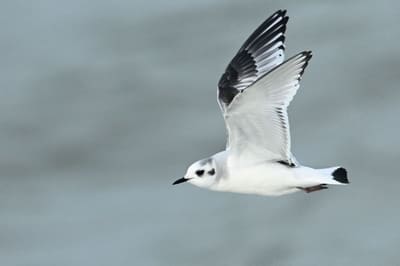 Little Gull