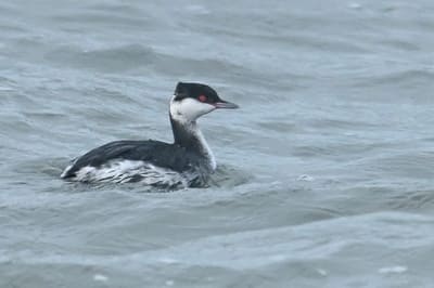 Slavonian Grebe