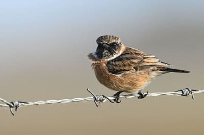 European stonechat