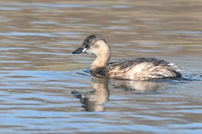 Little Grebe