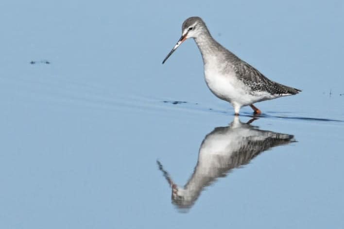 Spotted Redshank