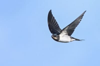 Swallow