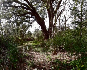 Steve McQueen: 'Lynching Tree', 2013.