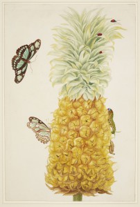 Maria Sibylla Merian: ’A ripe pineapple (Ananas comosus), the caterpillar, chrysalis and butterfly of the dido longwing (Philaetria dido) and a beetle (Chilocorus cacti)’, udateret, men fra omkring år 1700