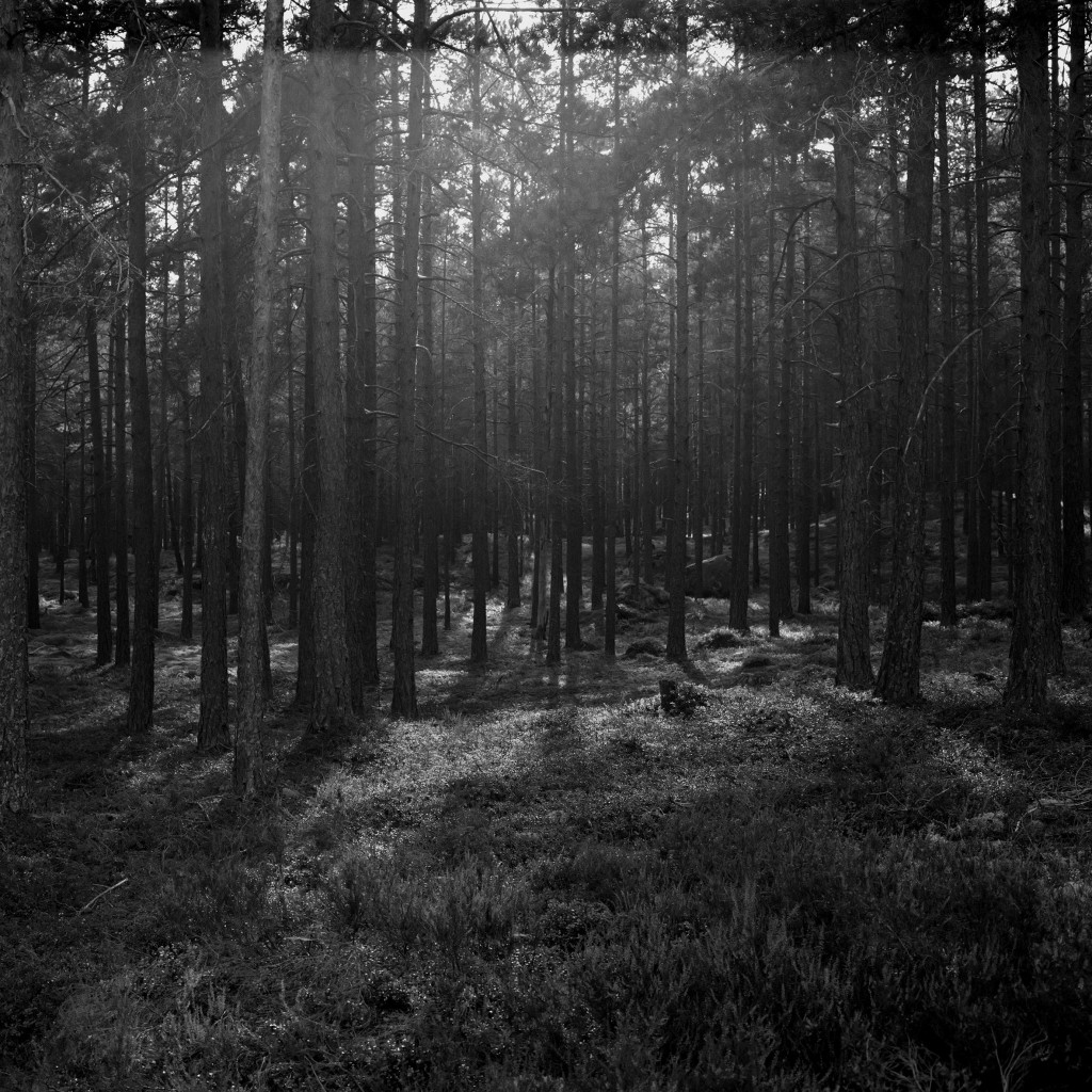 Astrid Kruse Jensen: 'The Forest', 2015