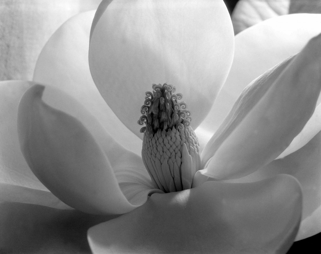 Imogen Cunningham: 'Magnolia Blossom', 1925