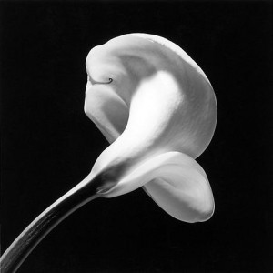 Robert Mapplethorpe: 'Calla Lily', 1984