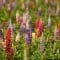 10 reasons why to eat Lupines- Truefoodsblog