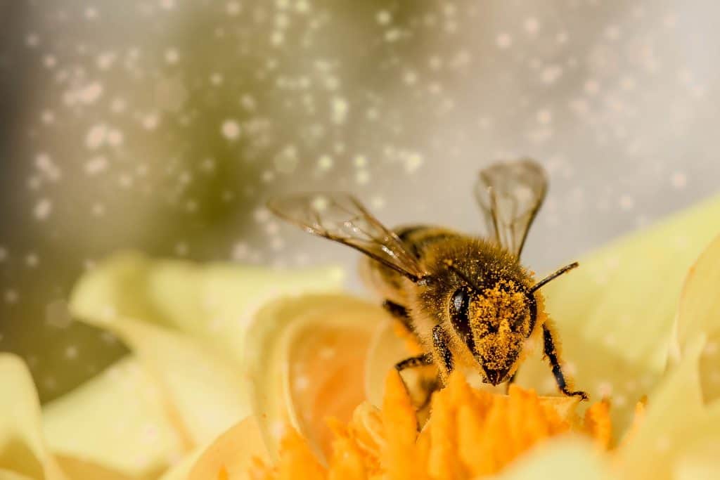 Beekeeping as a Hobby - Truefoodsblog