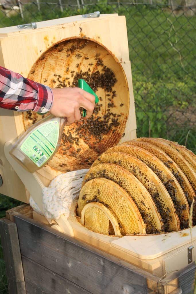 Beekeeping as a Hobby by Truefoodsblog