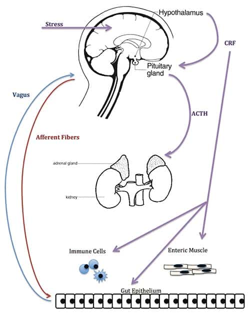 The gut-brain axis pathway. Image created by Megan Clapp and Emily Wilen.