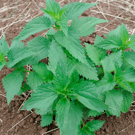 nettles