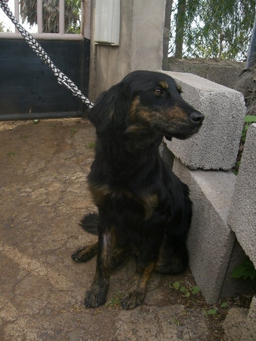 Mehr über den Artikel erfahren Nena / Retriever-Mix