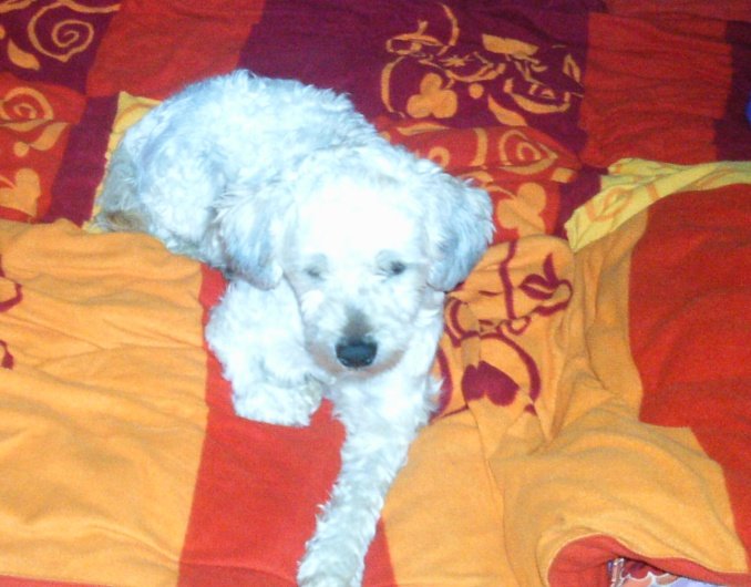 Mehr über den Artikel erfahren Silver (Silva) / Terrier-Mix