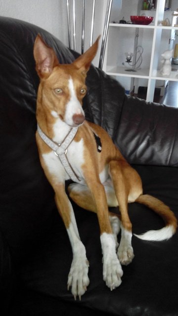 Mehr über den Artikel erfahren Rubi / Podenco-Mix