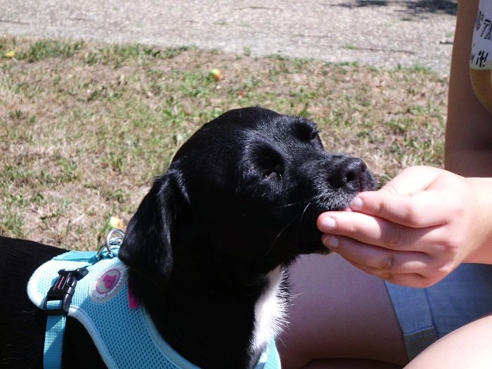 Mehr über den Artikel erfahren Rabea (jetzt Bea) / Labrador-Mischling