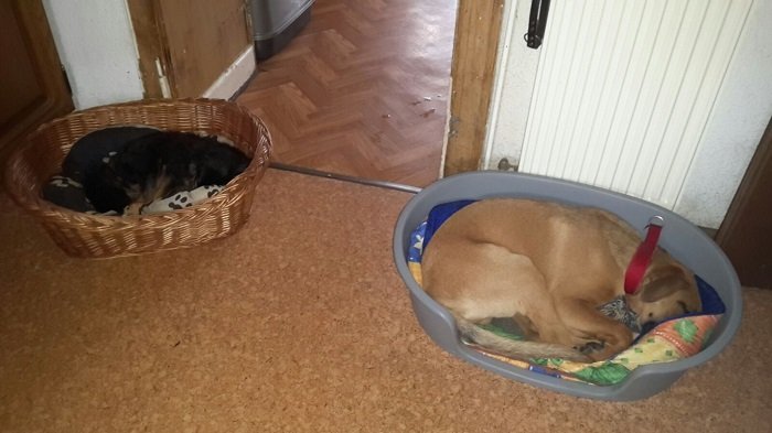 Mehr über den Artikel erfahren Fredy (jetzt Eddy) / Schäferhund- Boxer- Mischlingswelpen