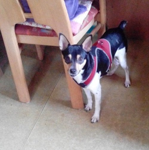 Mehr über den Artikel erfahren Thor / Pinscher-Mischling