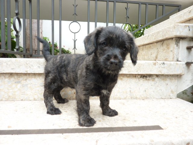 Mehr über den Artikel erfahren Juana / Pudel-Mix Welpe