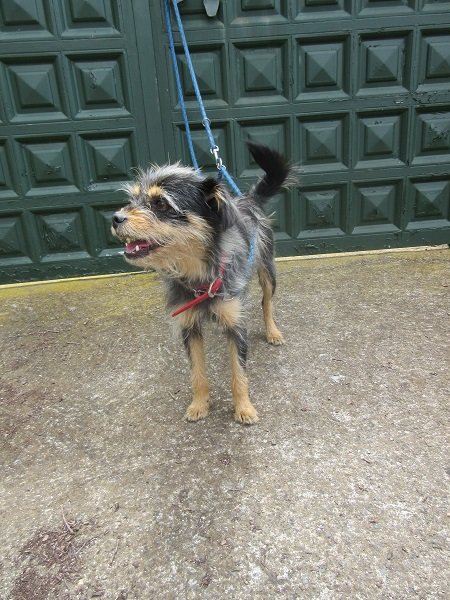 Read more about the article Fionka / Terrier-Mix