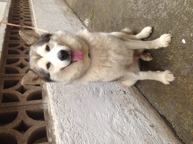 Mehr über den Artikel erfahren Krissi (jetzt Sisa) / Malamute-Mix