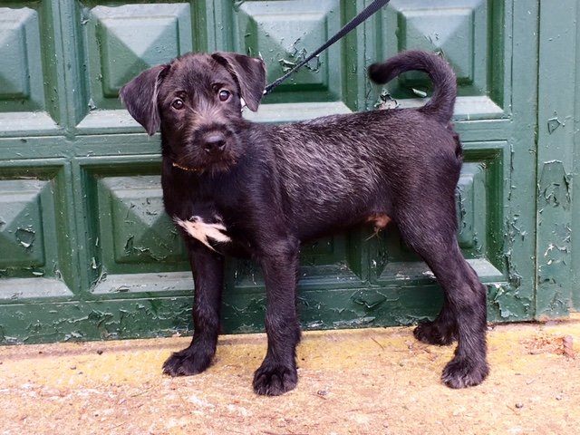 Mehr über den Artikel erfahren Rexo / Schnauzer?-Mix