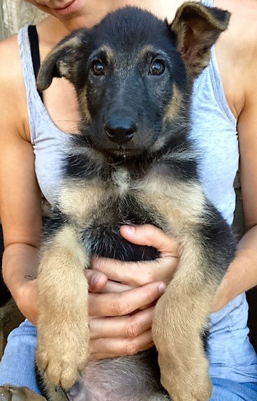 Mehr über den Artikel erfahren Tano / Schäferhund-Mix-Welpe