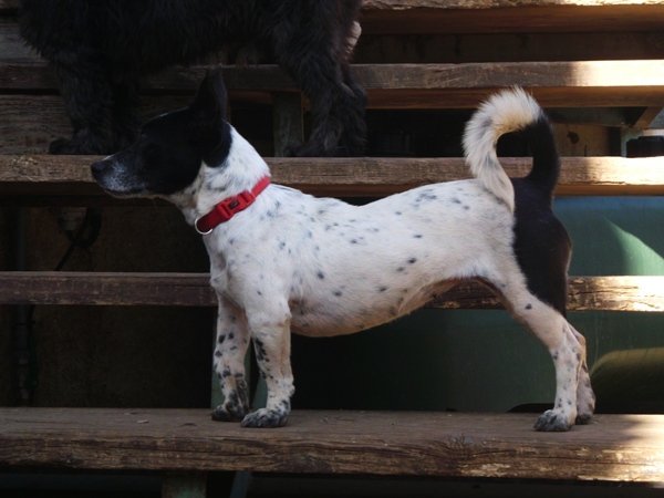 Mehr über den Artikel erfahren Ela / Jack-Russell-Mischling