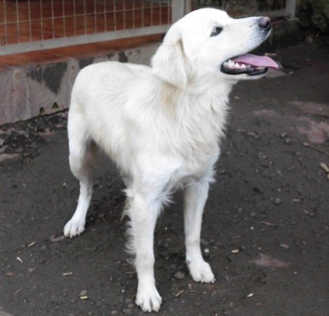 Mehr über den Artikel erfahren Leandro (jetzt Sunny) / Retriever-Mix