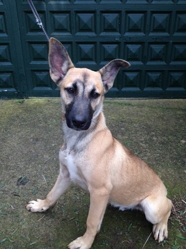 Mehr über den Artikel erfahren Faykan / Malinois-Mix