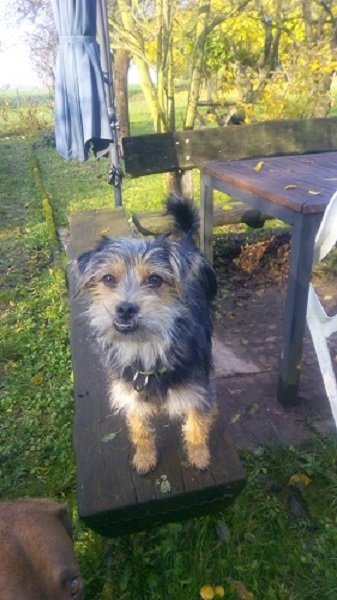 Read more about the article Dereck (jetzt Milo) / Terrier-Mischling