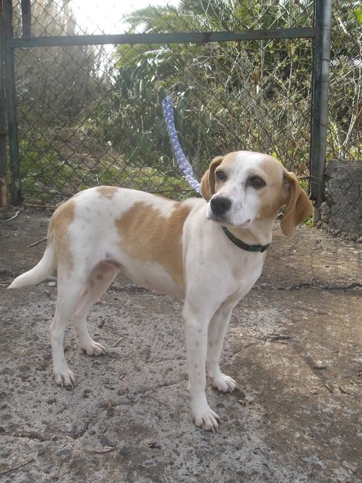 Read more about the article Ayla / Beagle-Mix