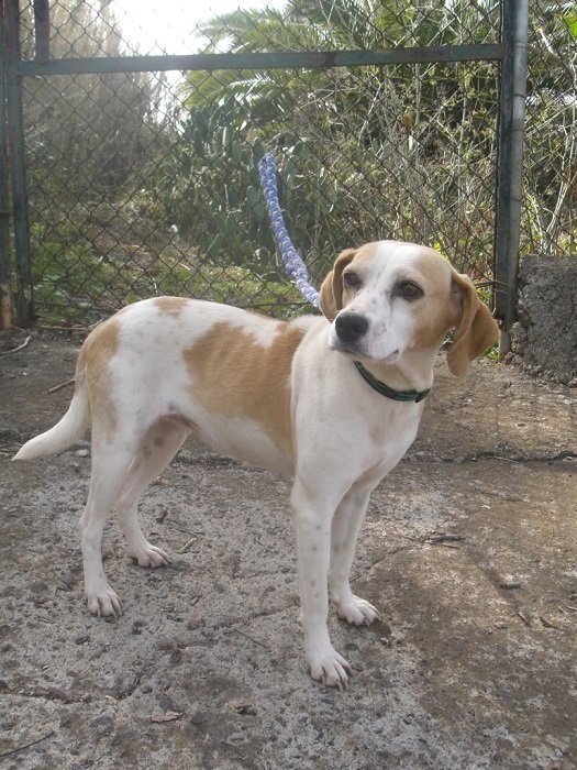Mehr über den Artikel erfahren Ayla / Beagle-Mix
