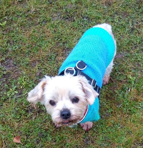 Mehr über den Artikel erfahren Laila / Terrier-Mischling